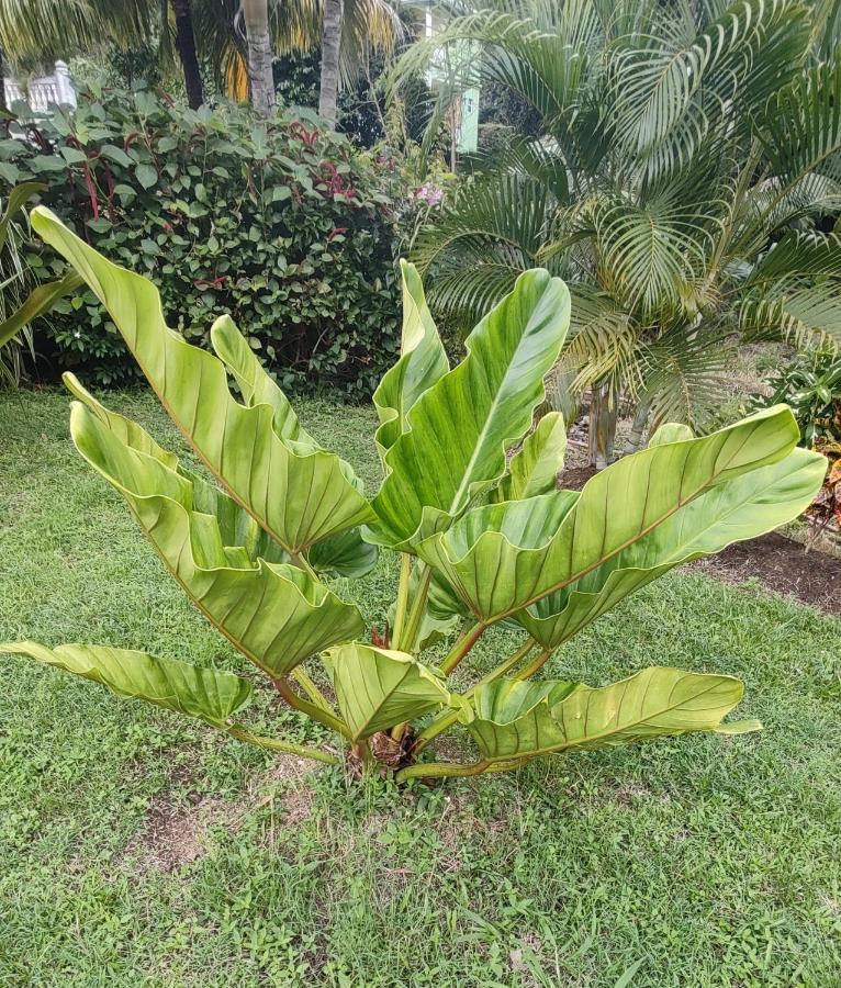 Bencastle Villa Gros Islet Luaran gambar