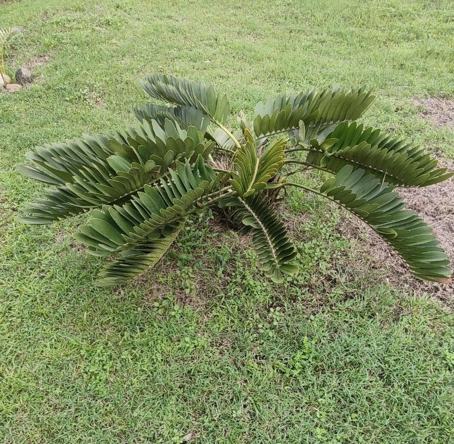 Bencastle Villa Gros Islet Luaran gambar