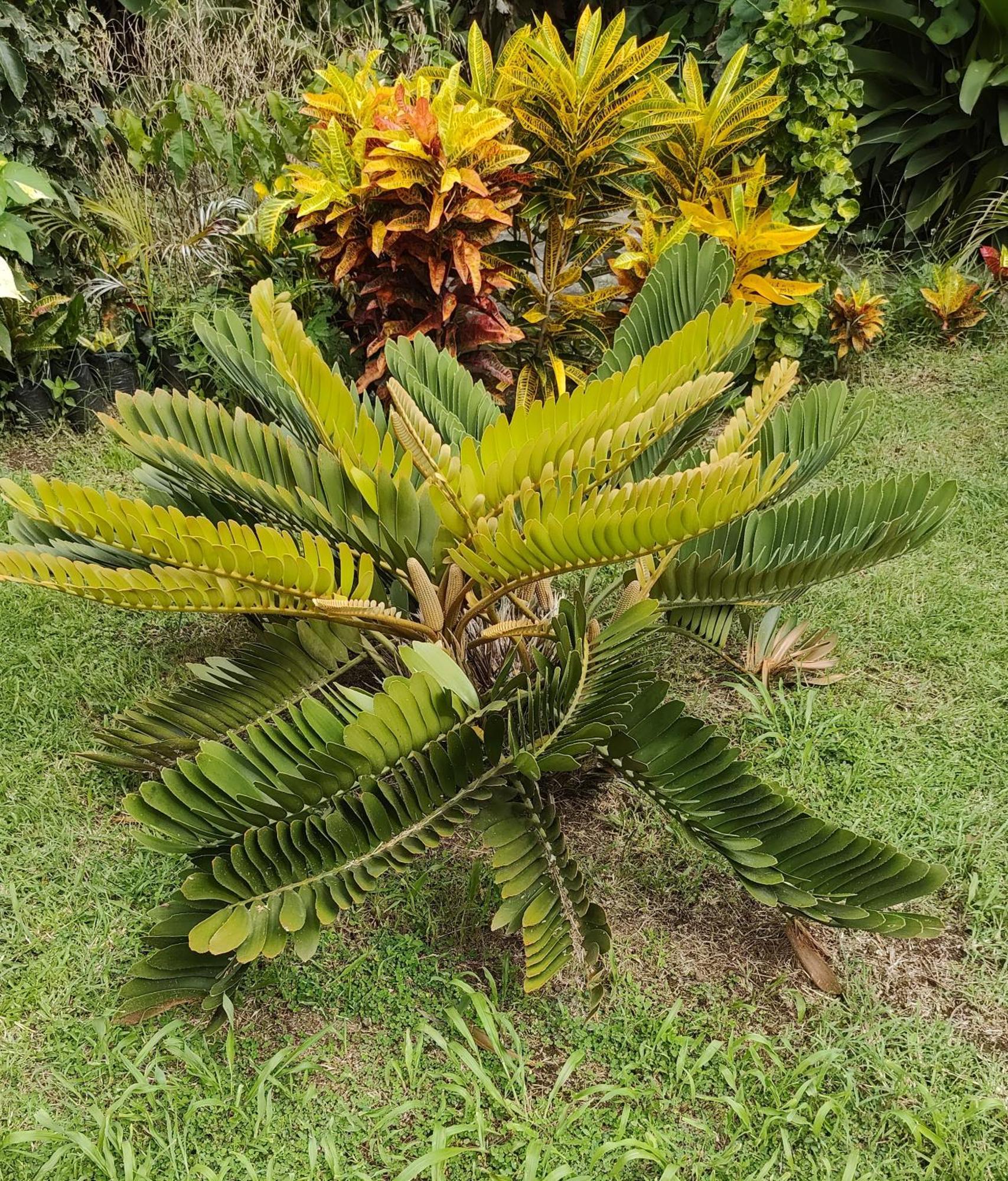 Bencastle Villa Gros Islet Luaran gambar