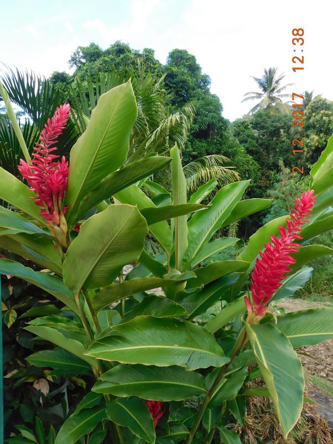 Bencastle Villa Gros Islet Luaran gambar